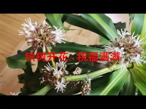 鐵樹開花好唔好|鐵樹開花的風水意義